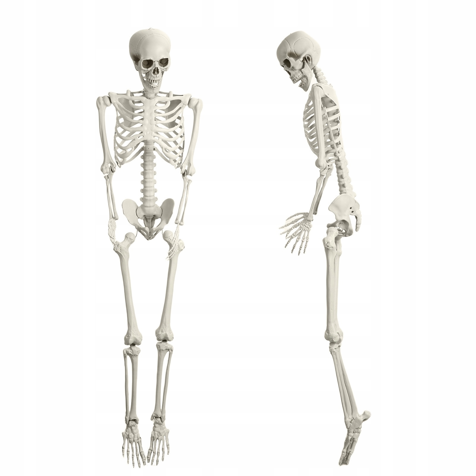 Halloweenska dekorácia na simuláciu kostry 165 cm Polohovateľná rekvizita z ľudskej kosti